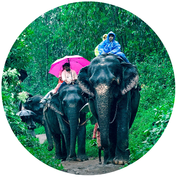 munnar_pavithra_holidays_homestay_travels_rooms_carmelagiri_elephant_safari.png