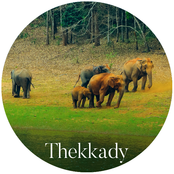 munnar_pavithra_holidays_homestay_travels_rooms_thekkady.png